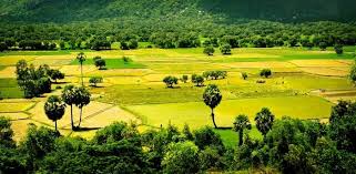 Sài Gòn - Cao Lãnh - Tràm chim Tam Nông - Châu Đốc- Cần Thơ - Sóc Trăng- Bạc Liêu